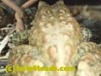 /home//u458753944/public_html/sourcegallery///////Roxborough Toad Detour/2013-2019/2017/P4110692.JPG